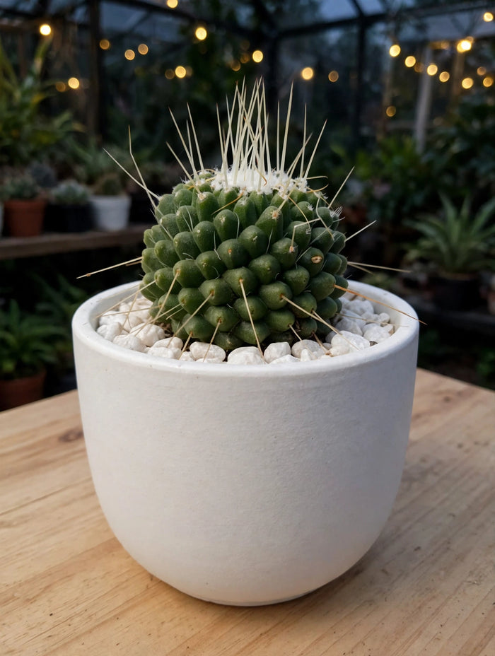 Mammillaria Obconella (Bare Rooted)