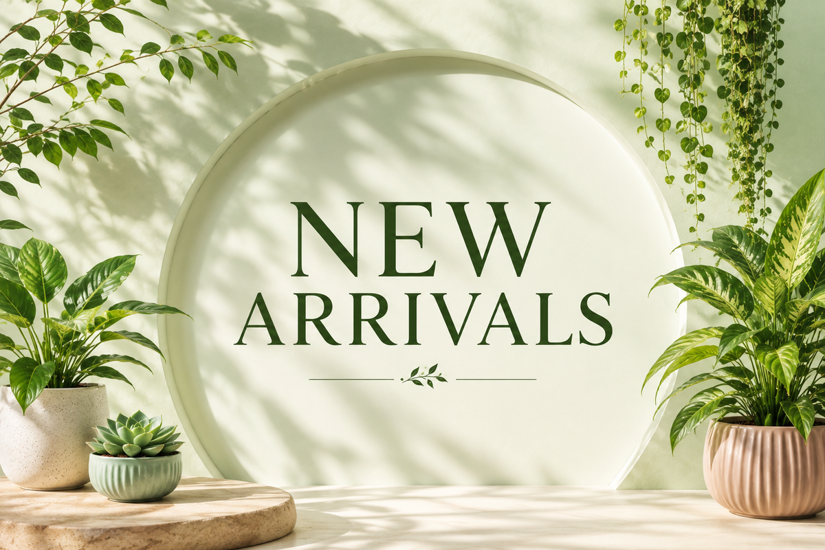 New Arrivals