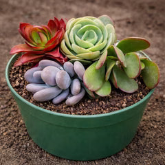 Plant Combo