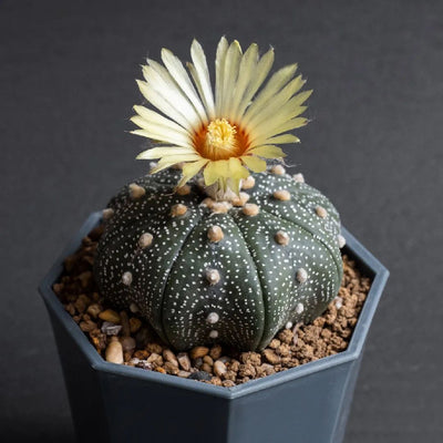 Astrophytum