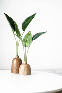 Plant Gifts