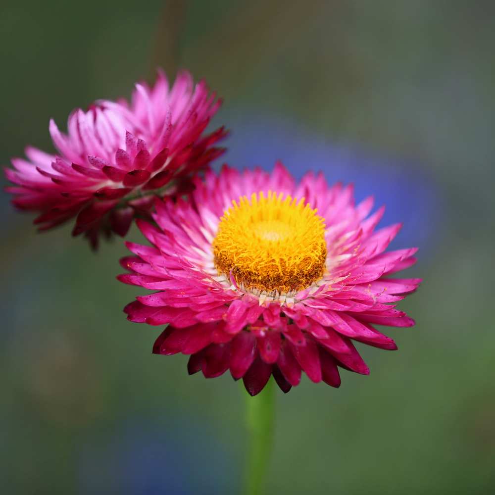 Acroclinium (Hybrid Seeds)