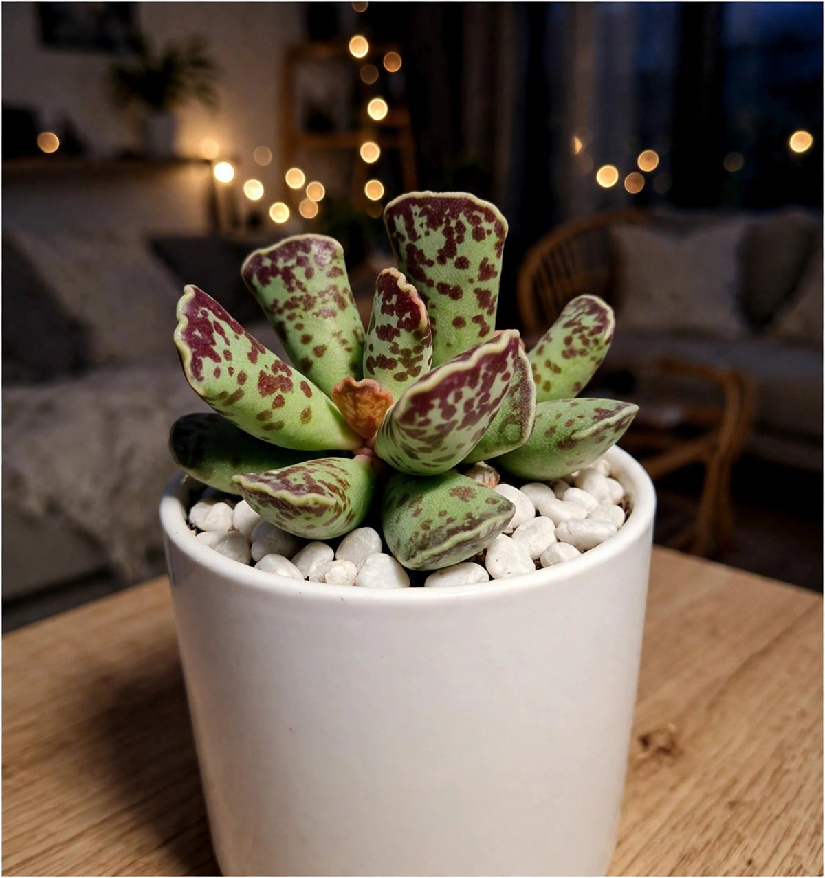 Adromischus Cooperi (Bare Rooted)