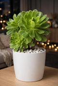 Aeonium Green (Bare Rooted)