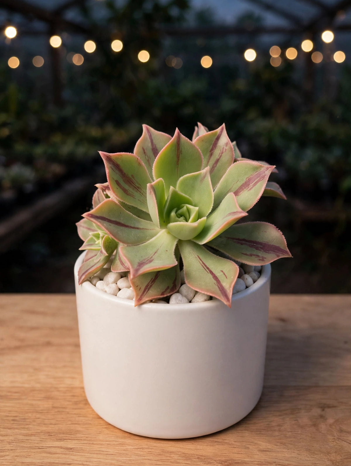 Aeonium Leucoblepharum (Bare Rooted)