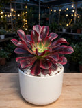 Aeonium Mona Lisa (Bare Rooted)