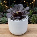 Aeonium Black Rose (Bare Rooted)