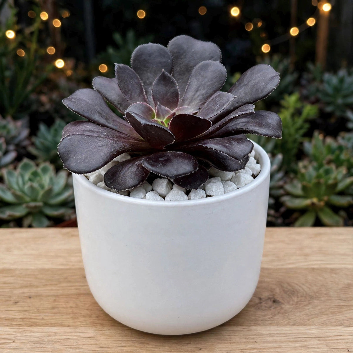 Aeonium Black Rose (Bare Rooted)