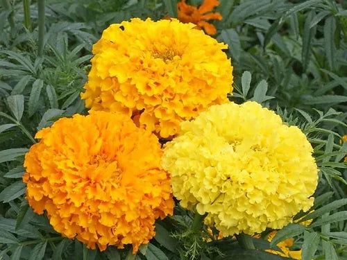 African Marigold (Hybrid Seeds)
