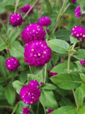 Amaranthus Flowering (Hybrid Seeds)