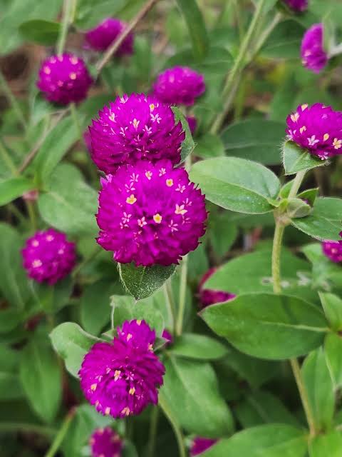 Amaranthus Flowering (Hybrid Seeds)