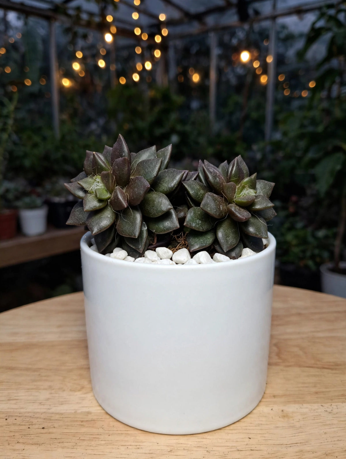 Anacampseros Rufescens (Bare Rooted)