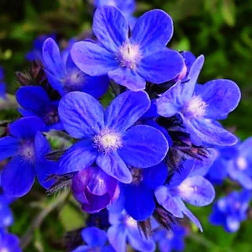 Anchusa (Hybrid Seeds)