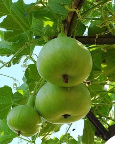Apple Gourd - Tinda (Hybrid Seeds)