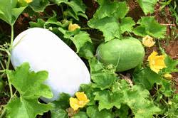 Ash Gourd Hybrid Seeds)