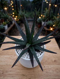 Black Aloe (Bare Rooted)