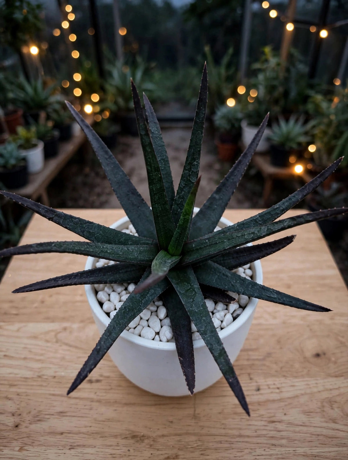 Black Aloe (Bare Rooted)