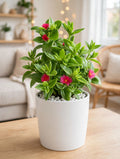 Baby Sunrose (Bare Rooted)
