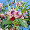 Balsam (Hybrid Seeds)