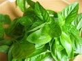 Basil (Hybrid Seeds)