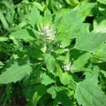 Bathua (Hybrid Seeds)