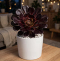 Black Aeonium 8-10 (Bare Rooted)