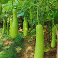 Bottle Gourd (Hybrid Seeds)