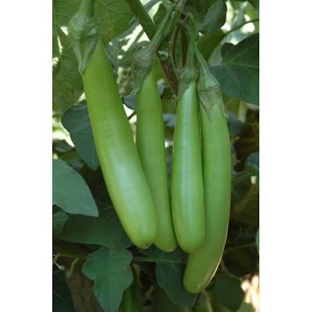Brinjal Green (Hybrid Seeds)