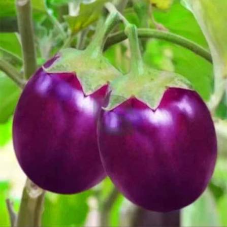 Brinjal Purple Round (Hybrid Seeds)