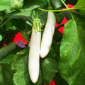 Brinjal White Long (Hybrid Seeds)