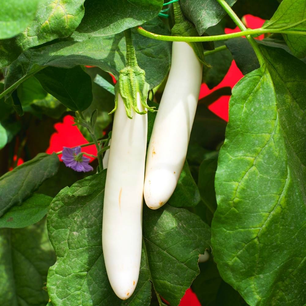 Brinjal White Long (Hybrid Seeds)