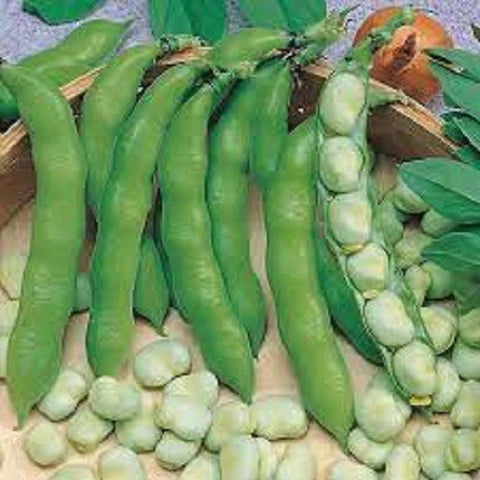 Broad Beans (Hybrid Seeds)