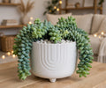 Burro's Tail (Bare Rooted)