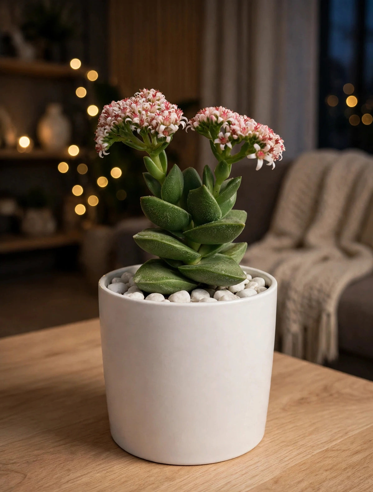 CRASSULA SPRINGTIME (Bare Rooted)