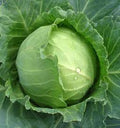 Cabbage (Hybrid Seeds)