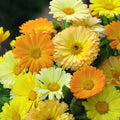 Calendula (Hybrid Seeds)