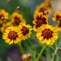 Calliopsis (Hybrid Seeds)