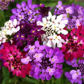 Candy Tuft Flowering (Hybrid Seeds)