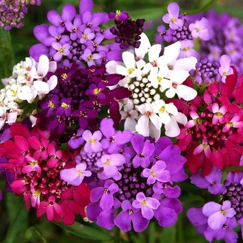 Candy Tuft Flowering (Hybrid Seeds)