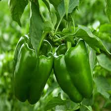 Capsicum (Hybrid Seeds)