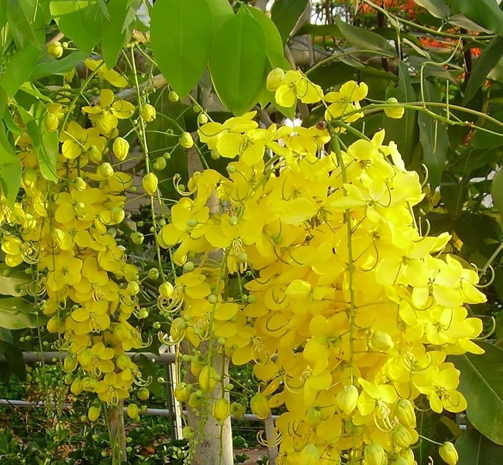 Cassia Dentalia (Hybrid Seeds)