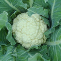 Cauliflower (Hybrid Seeds)