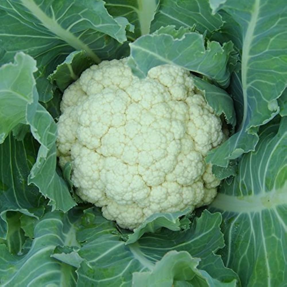 Cauliflower (Hybrid Seeds)