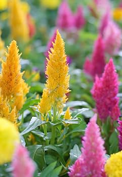 Celosia Pulmosa (Hybrid Seeds)