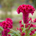 Celosia (Hybrid Seeds)