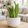 Chain Sedum (Bare Rooted)
