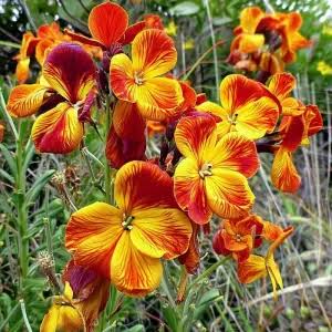 Cheiranthus (Hybrid Seeds)