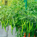 Chili (Hybrid Seeds)