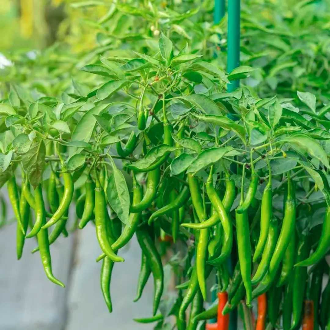 Chili (Hybrid Seeds)