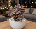 Chocolate Sedum (Bare Rooted)